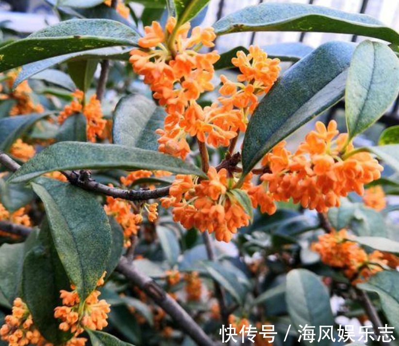 桂花桂花|聪明人都养“3种花”,镇宅旺财添富贵,新的一年好运到,幸福到