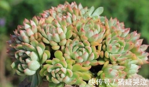 多肉植物中的爆盆之王女雏,人称小荷花,出了状态美得令人陶醉