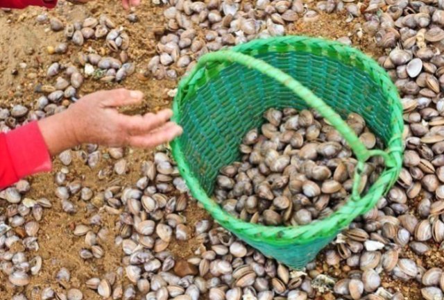 野味|海边这种野味以前能捡一麻袋,如今吃的人越来越多,需靠人工养殖