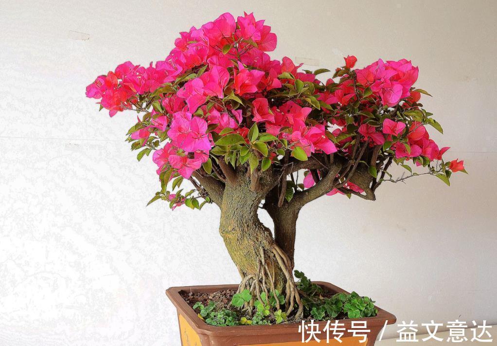 盆栽|家庭养三角梅，不达到这4个条件，盆栽很难四季开花