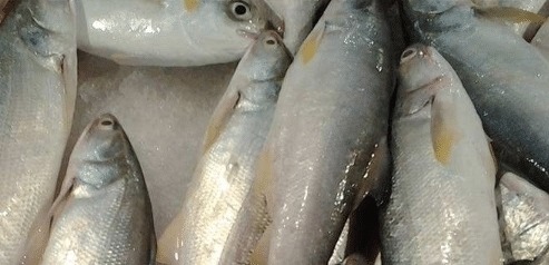 被誉为最好吃的海鱼,鱼肉似“千层糕”,我国独有,却少有人知