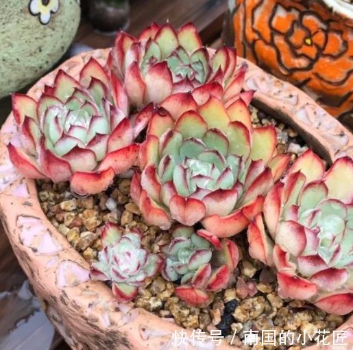 精品|8种莲花座多肉,每一种都是精品,看一眼就入坑了,你养过几种?