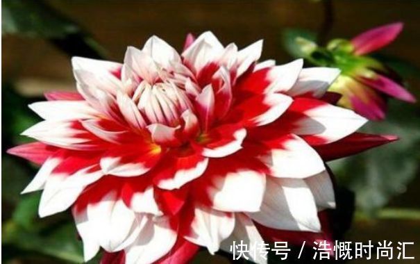 凤羽|喜欢菊花，不如养盆“稀有名品”凤羽明霞，造化神秀，美极了！