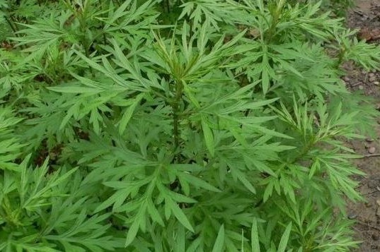 利尿消炎|专家讲解:常吃以下3种野菜,能清热解毒、利尿消炎,不妨一试