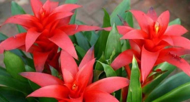 4种花沾土就活,开花又大又艳,比牡丹美,比绿萝好养