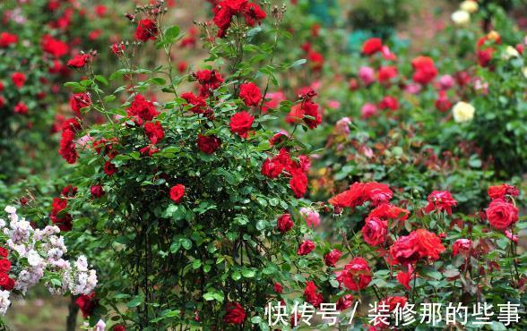 花草|有院不栽狼牙棒！5种花草植物都属于“狼牙棒”，你家栽种了吗？