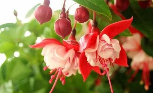  很漂亮|4种花超受欢迎，四季都开花，花朵很漂亮，新手也能养