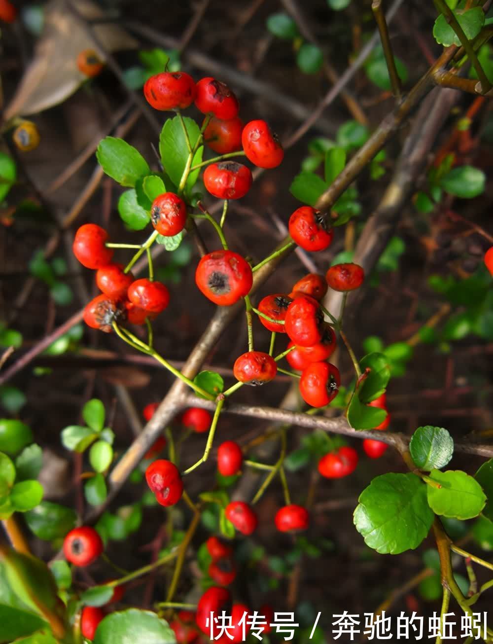 适合家养的观果盆栽,这4种你了解一下,入手不亏