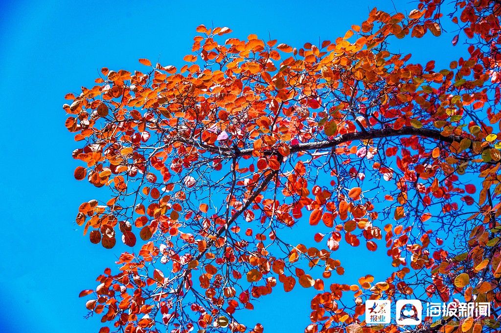 河北秦皇岛：霜降时节北戴河景区色彩斑斓