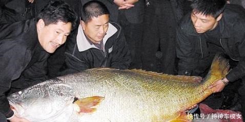 不到|世界上“最顶级”的海鲜,蓝鳍金枪鱼都不算啥,只有它有矿吃不到