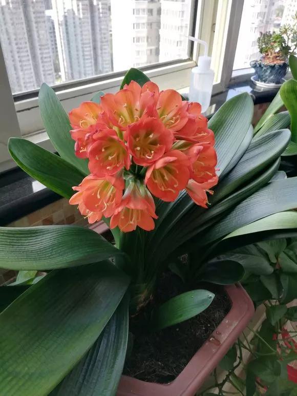 氮肥|君子兰长得太慢学几招,叶子猛长花开不断,美翻天!