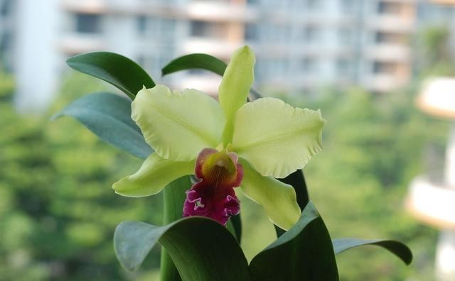 假鳞茎|卡特兰有“3怕”,知道的都是老花友,避开它们,根壮叶绿开花多