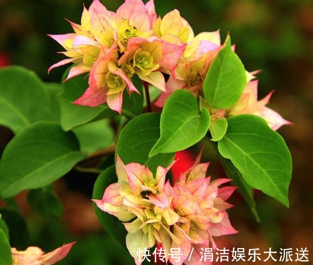 观赏性|特适合养院子里,几种花朵艳丽的开花植物,都可以养很多年