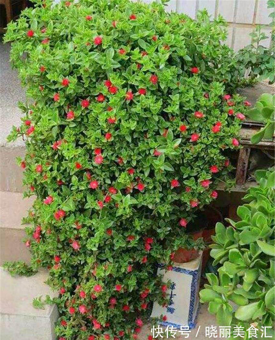 5种“彩色吊兰”，比绿萝更好看，关键是比绿萝好养的多