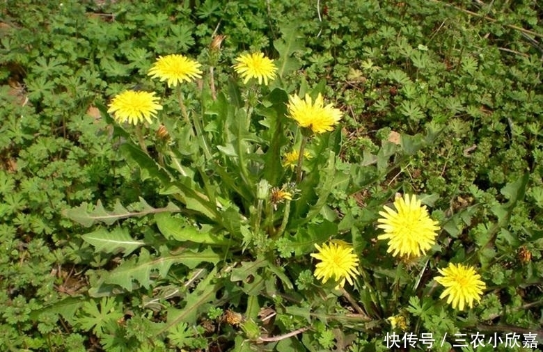 蒲公英泡水喝的利与弊你了解多少