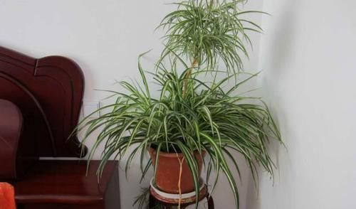  就要|书房就要养上5种花，实用风雅不落俗