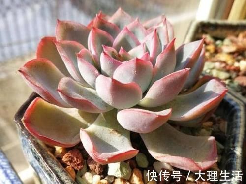 草木灰|多肉养根篇:往盆底放些“它们”,叶子肥成球,根须挤满盆