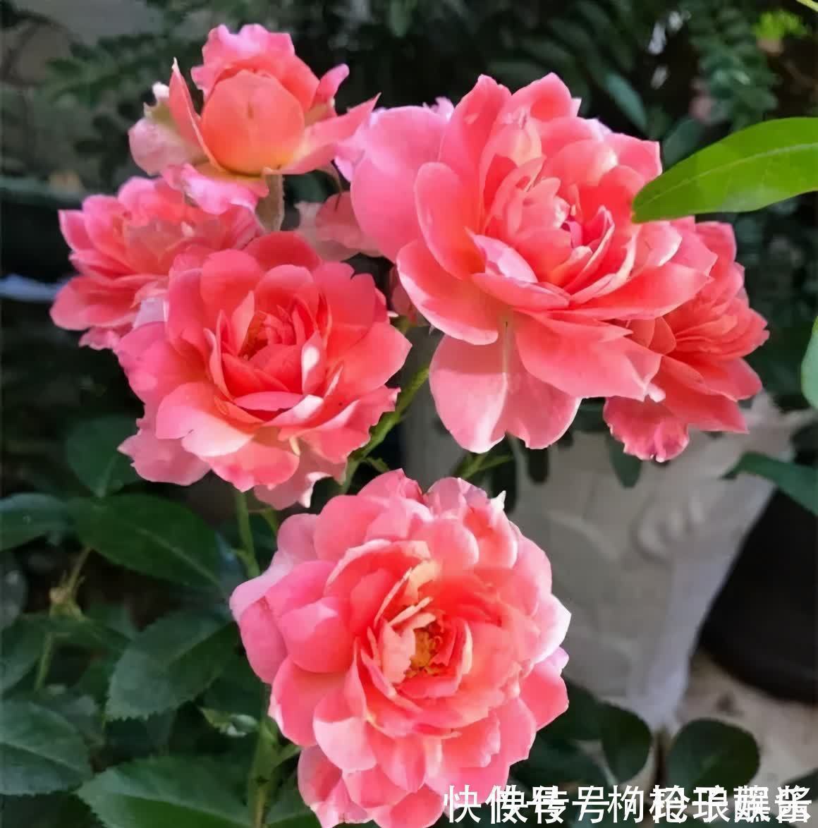 有3种花,春季绝对不可以修剪,这样才能花苞更多,枝枝有花