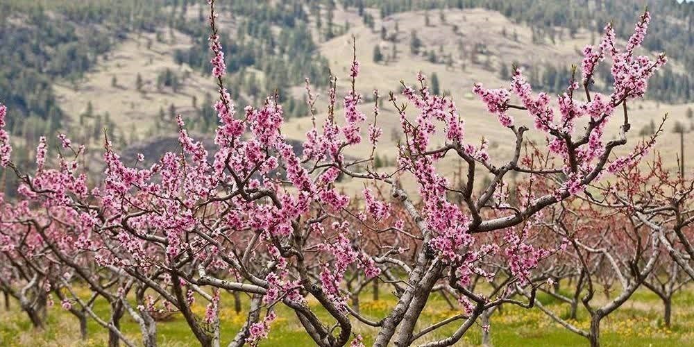 老祖宗|俗话说“一个绿萝七个鬼”,养绿萝真的好吗?老祖宗都有啥讲究