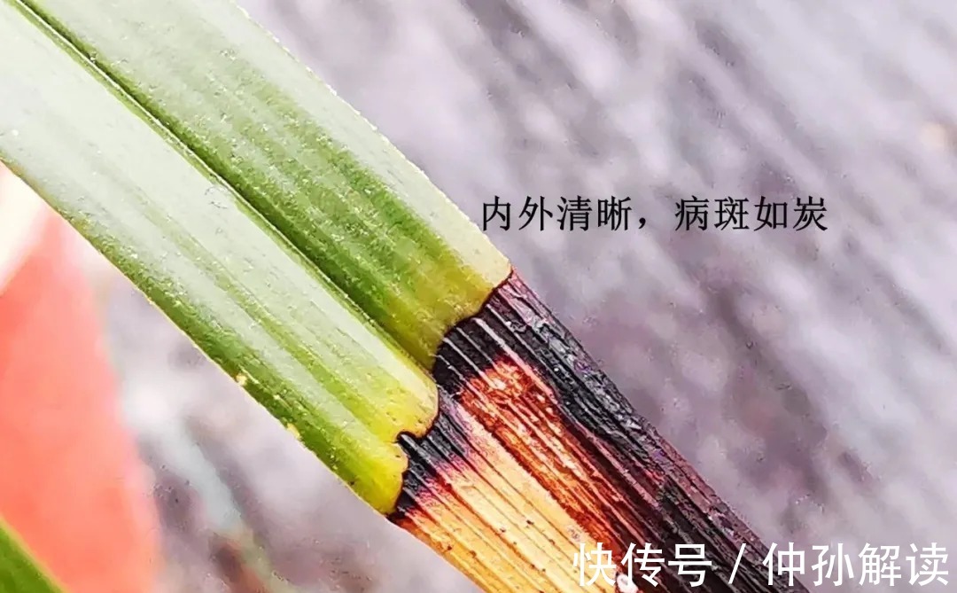 养兰花,比软腐病威胁更大的,是容易治好的炭疽病