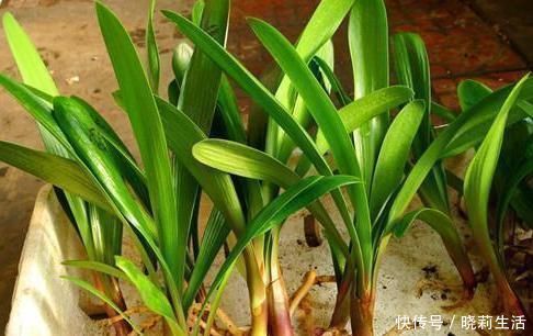 自制|6个方法教你自制生根水,用了它,随便掐个枝就能生根,还爆盆!