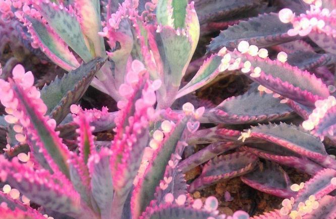 养不死的多肉排名,全是大普货,新手入坑必选它