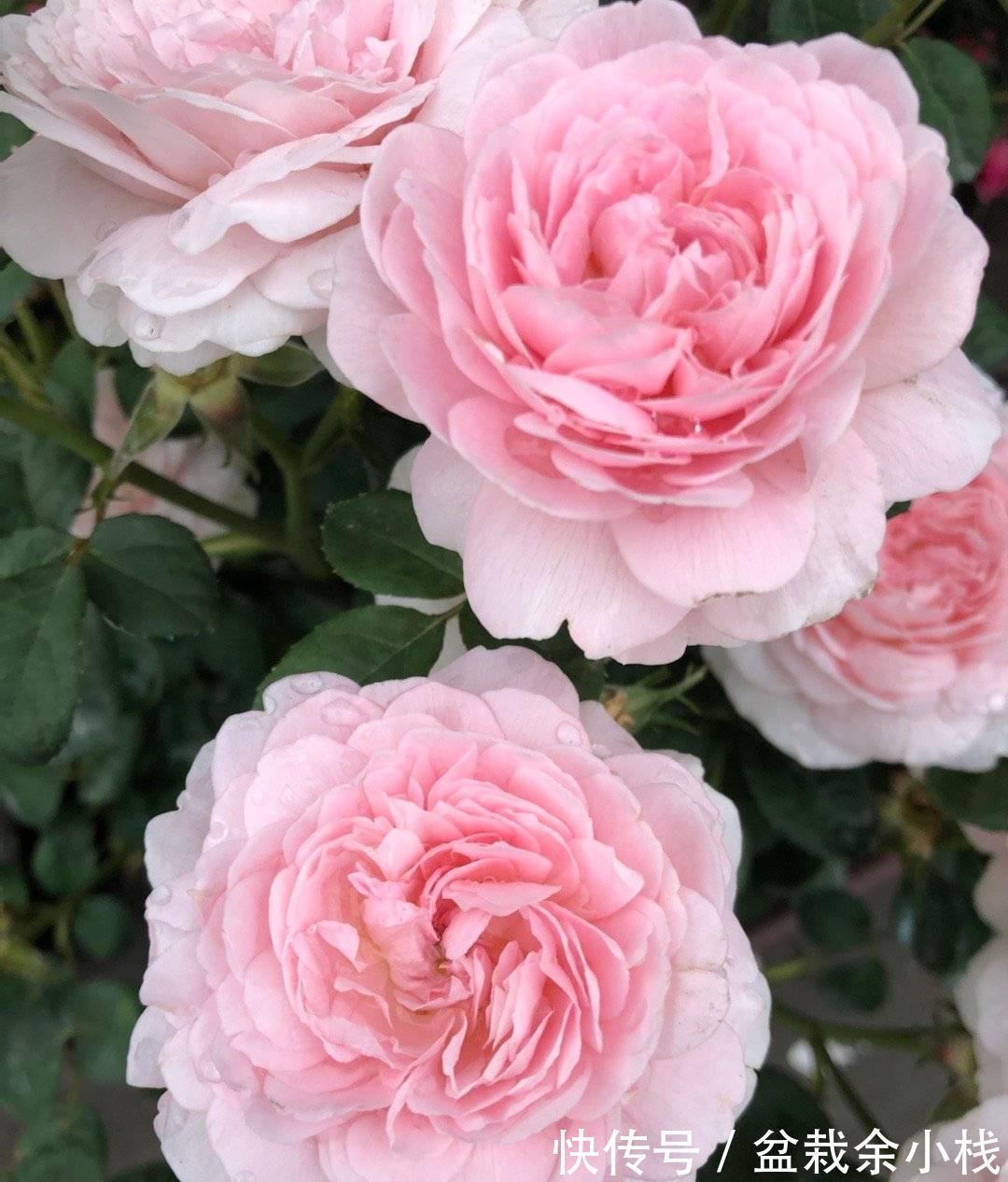 阳台上|阳台养月季，做4步，花朵又大又艳，表现好更完美