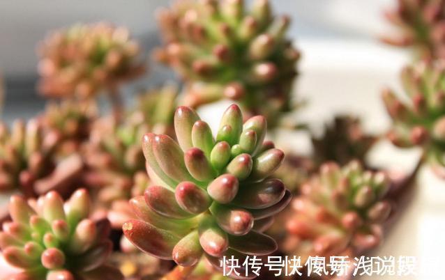 香蕉、橘子的果皮该怎么处理？养花人：全变废为宝、酵肥