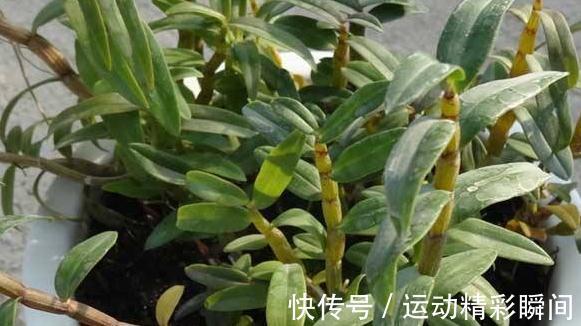 石斛兰怎么养，教你6招小细节，花叶轻松长爆枝头