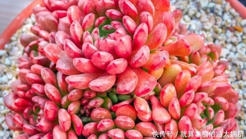 喜欢多肉?建议春节入手这些红色系品种,可以平添几分过年的气氛