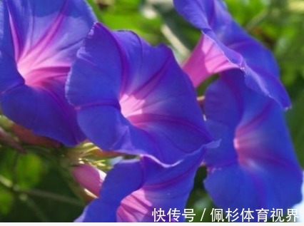 新手养花,不如养盆花中精品“戴尔巴德”,花型丰满,丰腴婀娜