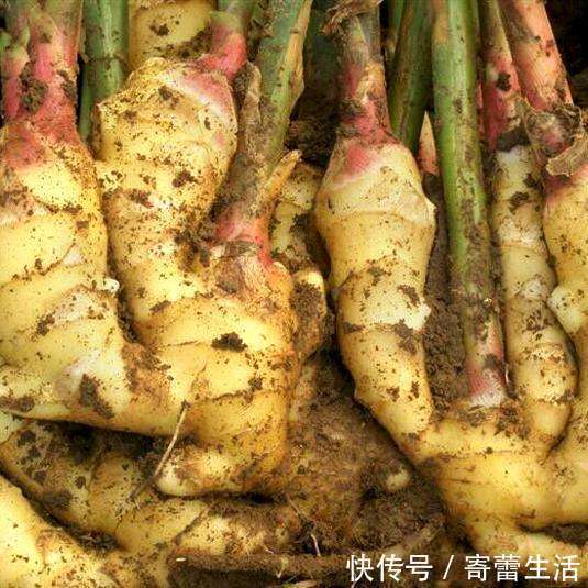 刚知道，生姜保存原来这么简单，5种小方法，放一年都新鲜