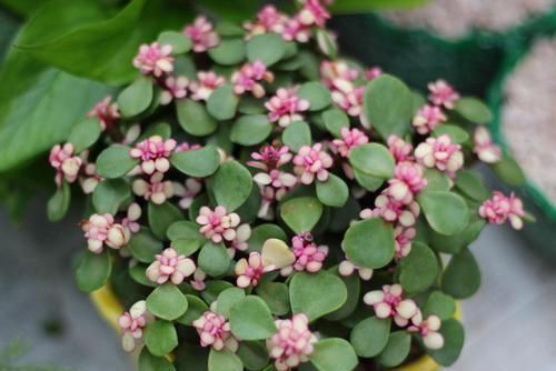 花卉|花卉晒太阳还有这么多技巧,快学起来吧!