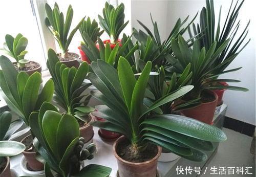 最合适|家里养君子兰,用什么花盆最合适?看完你就知道了!