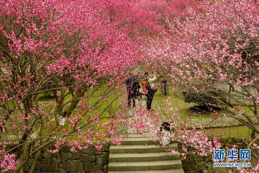 浙江余姚:梅花盛开迎客来