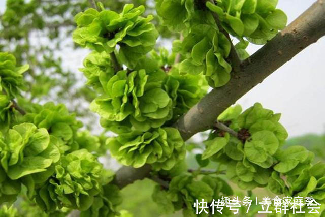 家庭季|农村树上长满这种“钱”,吃起来清香可口,城里人想吃却没口福