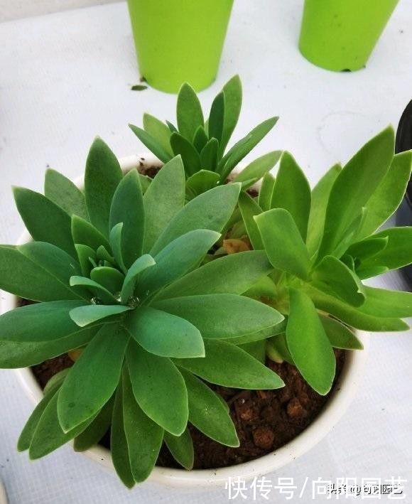 多肉为什么会徒长?哪些原因引起徒长?我们应该如何避免?