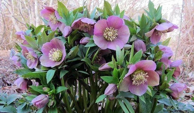 被名字耽误一生的6种花，土里土气，开花却“气度非凡”靓丽入眼