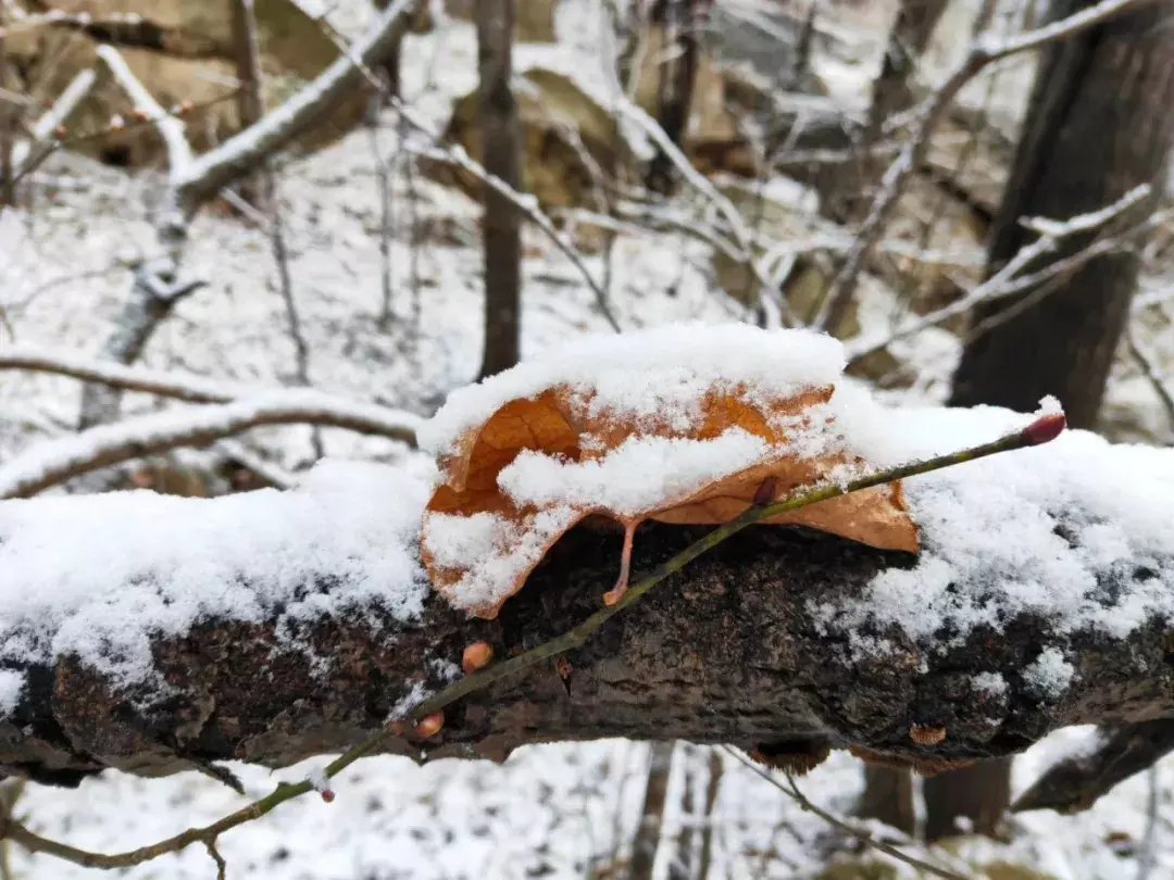 昆嵛山|一场冬雪后，昆嵛山竟变成这样……