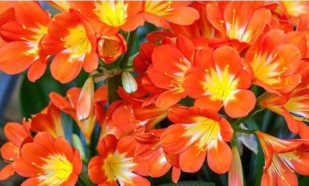 养“君子兰”记住4点,叶片整齐、不夹箭,一次开出几十朵花,美