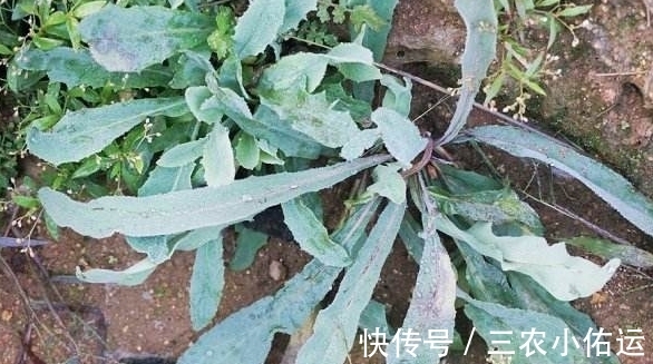 野草|农村一种野草,农民都称为假蒲公英,原来药用价值这么大