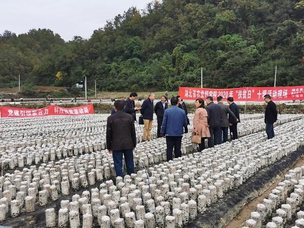 扶贫|省农科院院长焦春海一行到房县土城镇通省馆村开展“扶贫日”活动