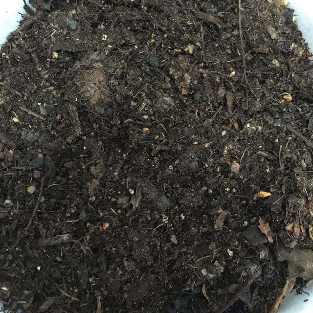 吊兰不用施肥换盆，用一招，快速疯长，1个月大变样，长爆盆