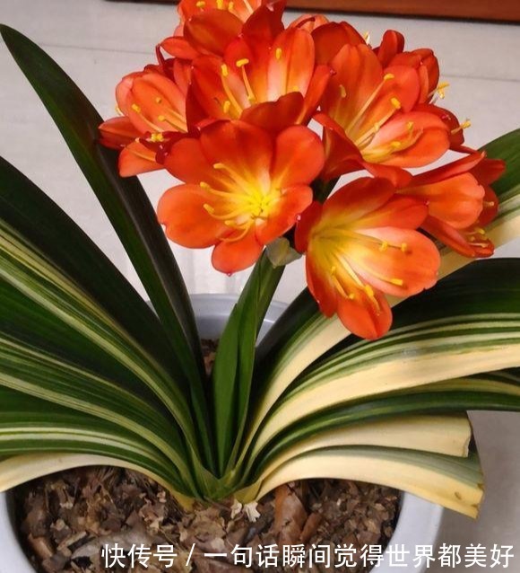 君子兰秋天如此做，叶色格外油亮，白根蹭蹭长，不夹箭开花数量多