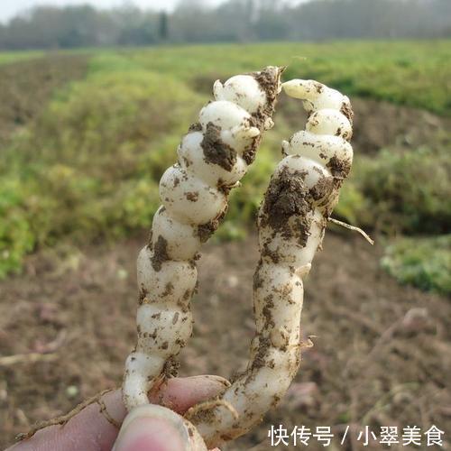  儿时当零食吃，每次到山里挖几十斤，如今成咸菜明星，一斤20多元