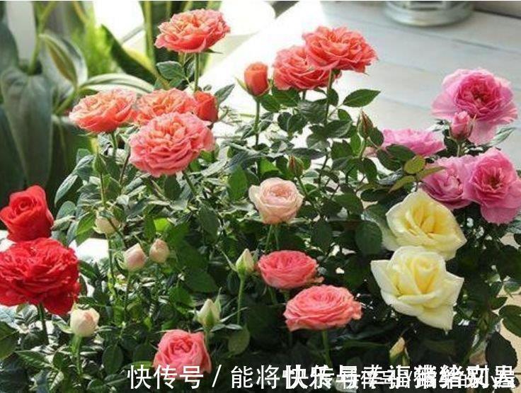 月季|4种花养家里,多姿多彩、美轮美奂,从年头“香”到年尾