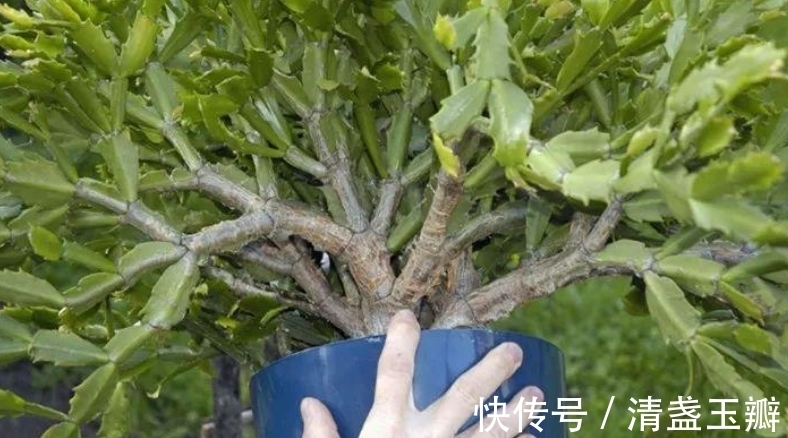 叶仙|3种“蟹爪兰”想要嫁接,砧木要选对,后期长势旺,才能多开花