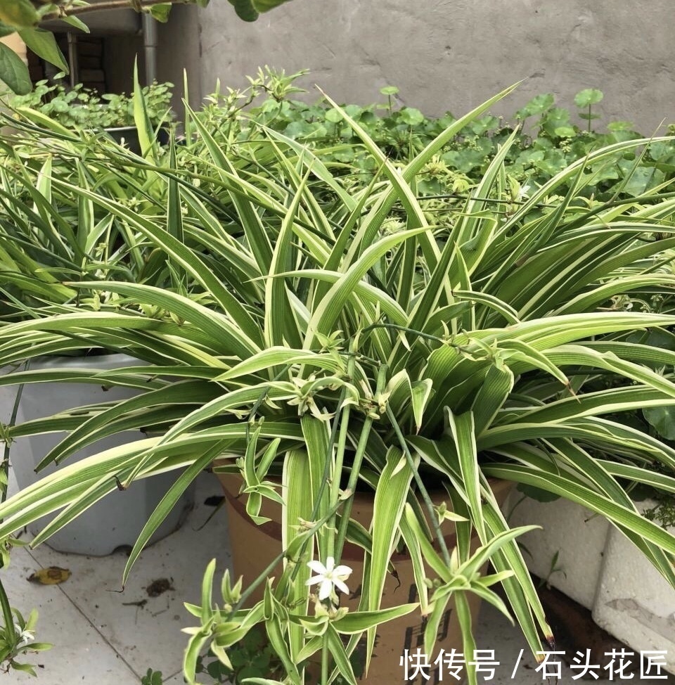 吊兰|这4种花“生崽”高产量,长1年撑破花盆,1次分出20棵