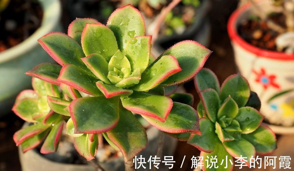 雨后天晴|万物生长靠雨水，才知道多肉植物淋雨还有这好处，天生天养易爆盆