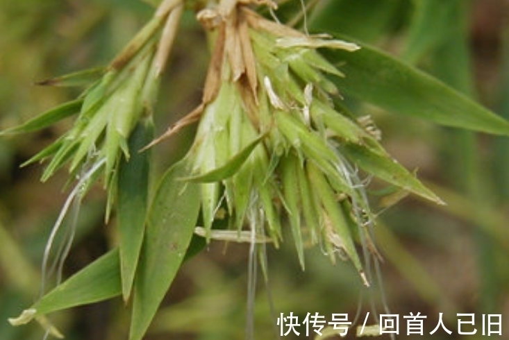 竹子|俗语:“竹子开花,赶紧搬家”,为什么要搬家?蕴含深刻哲理